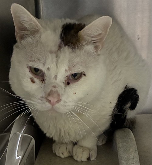 MED WAIVER PATRICC, Adult Domestic Short Hair (medium coat), cat for adoption in Rialto, California