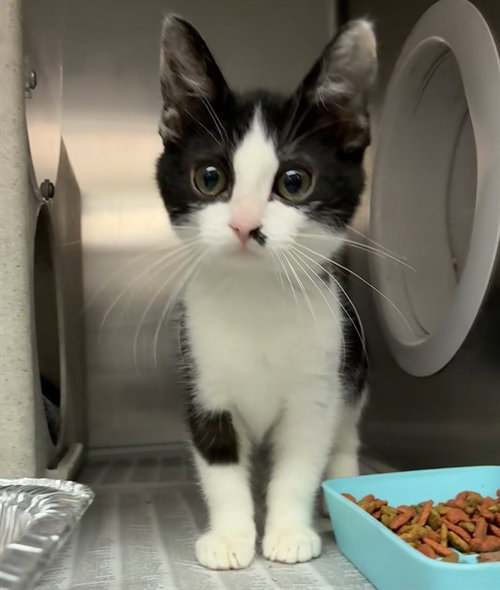 FIGAROE, Baby Domestic Short Hair (medium coat), cat for adoption in Upland, California