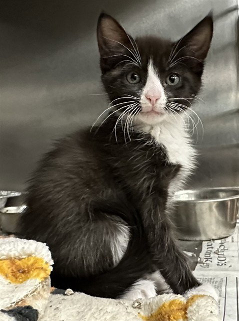 MOODY, Baby Domestic Short Hair (medium coat), cat for adoption in Upland, California
