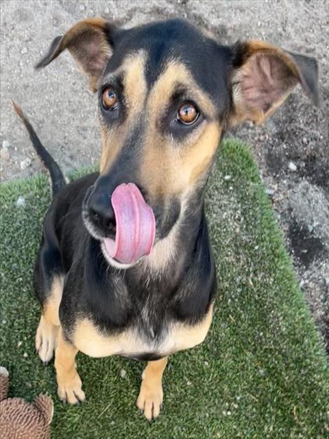 MED WAIVER KODA, an adoptable Doberman Pinscher in San Bernardino, CA