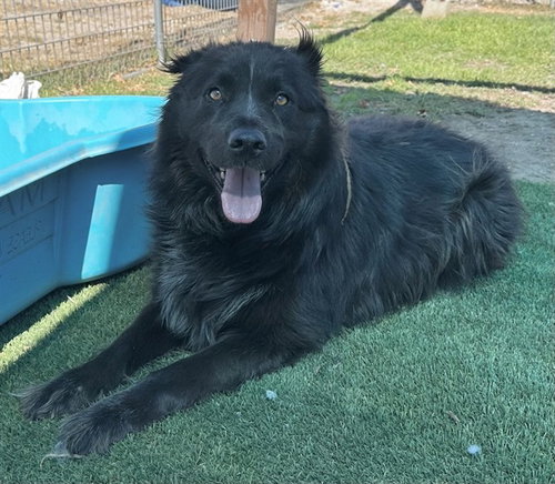 REDWOOD, an adoptable Catahoula Leopard Dog in San Bernardino, CA