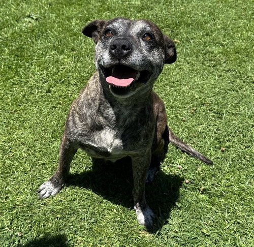 BIRCHWOOD, an adoptable American Staffordshire Terrier in San Bernardino, CA