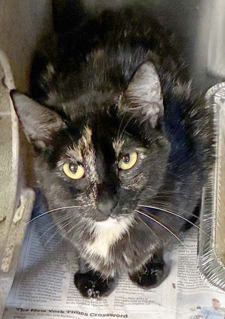 MAMA SHARPAY, Adult Domestic Short Hair (medium coat), cat for adoption in Rialto, California