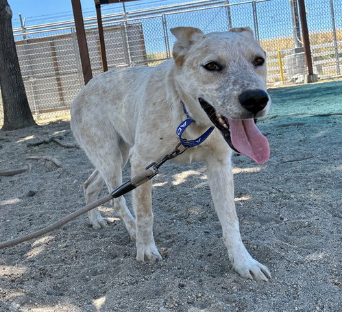 REESES, an adoptable Australian Cattle Dog in San Bernardino, CA