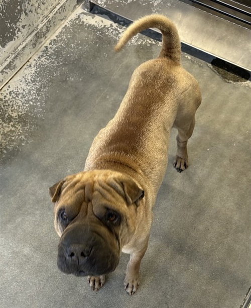 MED ADOPT BEAR
