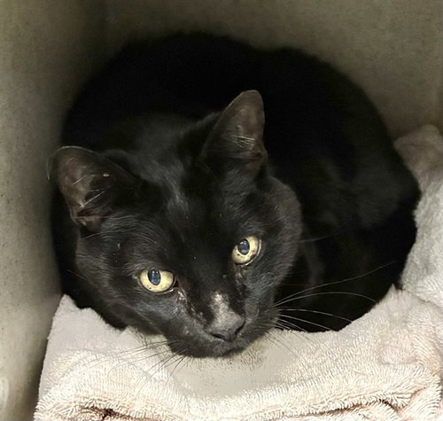 MED WAIVER ZURI, Senior Domestic Short Hair (medium coat), cat for adoption in Rialto, California