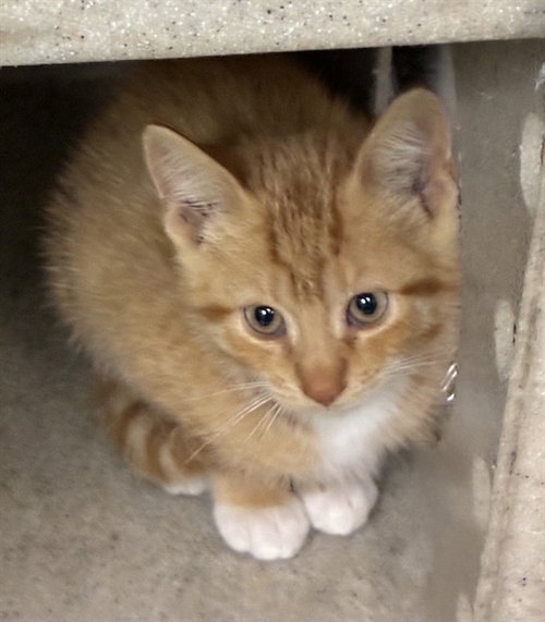 TITAN, Baby Domestic Short Hair (medium coat), cat for adoption in San Bernardino, California