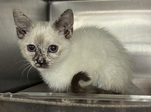 MED ADOPT LIZZIE