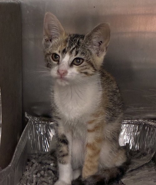 MED ADOPT MARIA