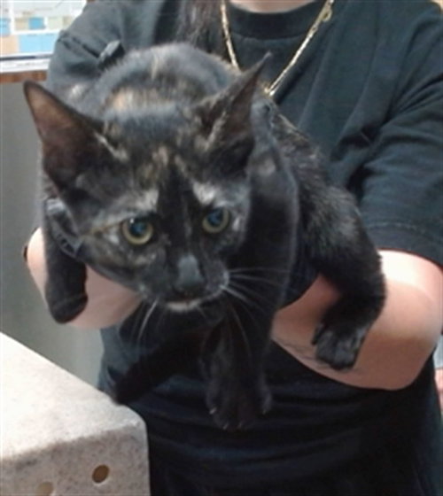FLEETWOOD, Baby Domestic Short Hair (medium coat), cat for adoption in Highland, California