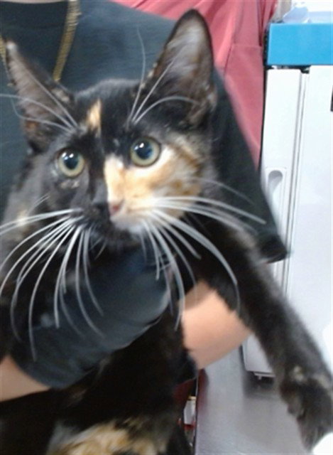 NIRVANA, Baby Domestic Short Hair (medium coat), cat for adoption in Highland, California