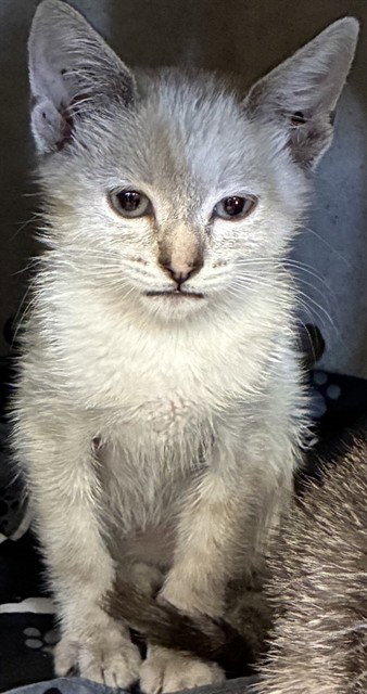 REYNA, Baby Domestic Short Hair (medium coat), cat for adoption in Highland, California