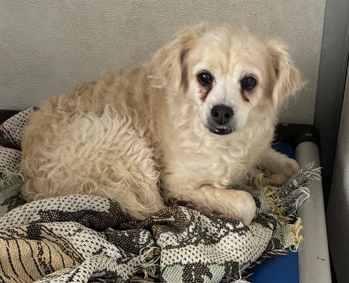 MED WAIVER BLINK, an adoptable Poodle in San Bernardino, CA