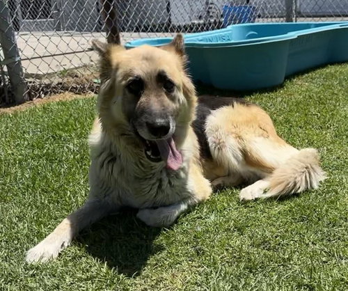 DONNA, an adoptable German Shepherd Dog in San Bernardino, CA