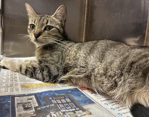 MAMA LUNA, an adoptable Domestic Short Hair in San Bernardino, CA