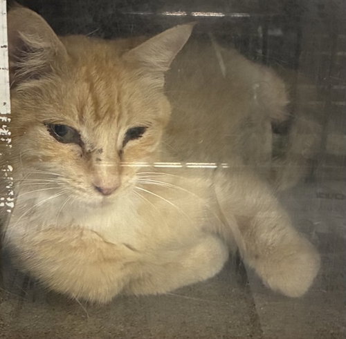 MAMA ZIFR, an adoptable Domestic Short Hair in San Bernardino, CA