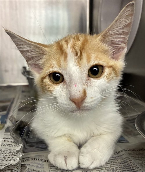SKITTLE, an adoptable Domestic Short Hair in San Bernardino, CA
