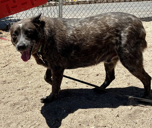 HERMES, an adoptable Australian Cattle Dog in San Bernardino, CA