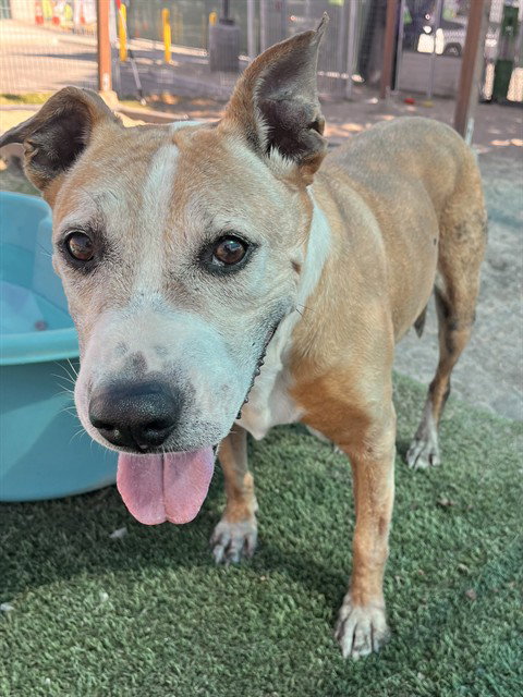 MED WAIVER DR JONES, an adoptable Pit Bull Terrier in San Bernardino, CA