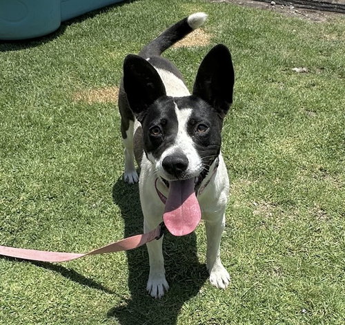 VACA, an adoptable Pit Bull Terrier in San Bernardino, CA