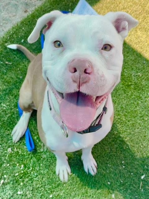 PALOMA, an adoptable Pit Bull Terrier in San Bernardino, CA