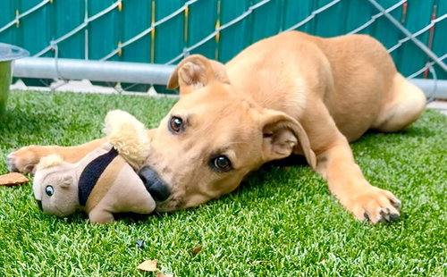 BANDIT, an adoptable Labrador Retriever in San Bernardino, CA