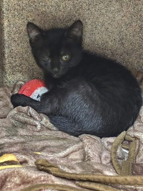 BEAN, an adoptable Domestic Short Hair in San Bernardino, CA