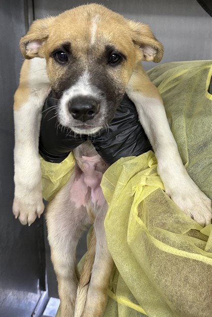 RICKY, an adoptable German Shepherd Dog in San Bernardino, CA