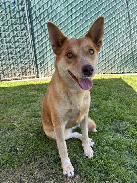 SHUMAI, an adoptable Australian Cattle Dog in San Bernardino, CA