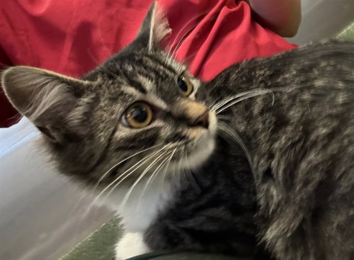 picture of the cat needing adoption