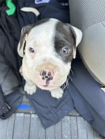 Rufus