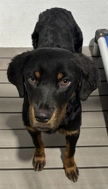 Rosie