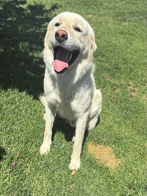 CHARLIE