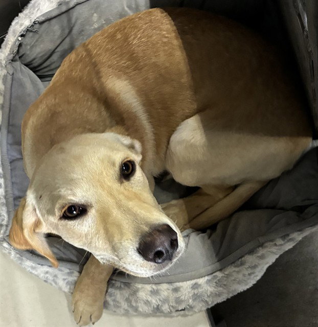 MED ADOPT PRINCESS II