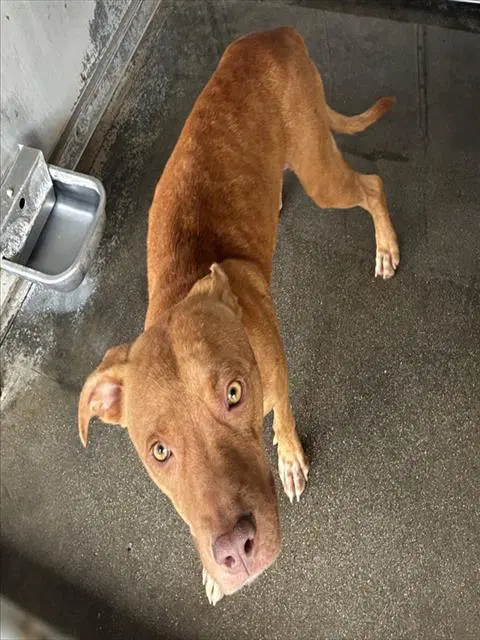 Mama Princess - Pit Bull Terrier