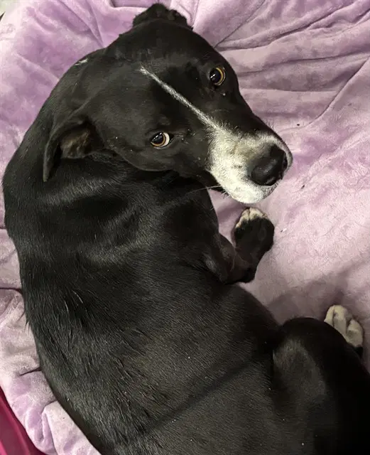 Mama Miami - Pit Bull Terrier