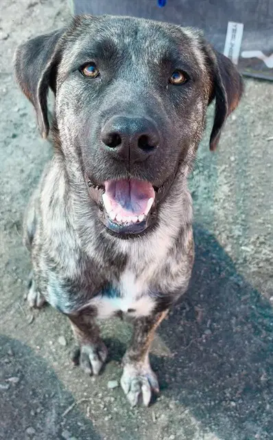 Monet - Plott Hound