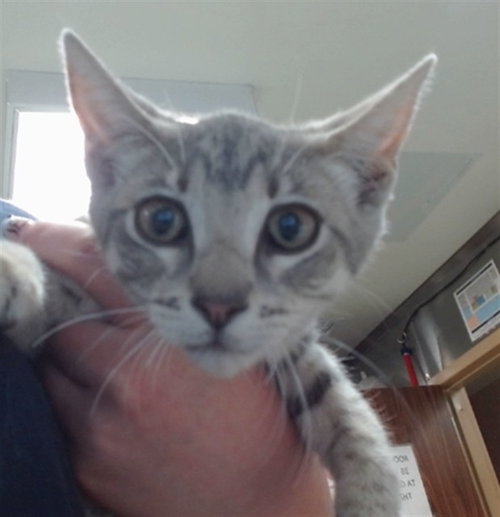 picture of the cat needing adoption