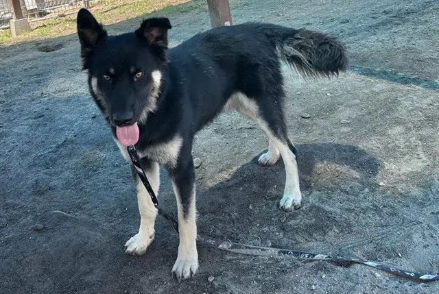 Med Waiver Sublime - German Shepherd Dog