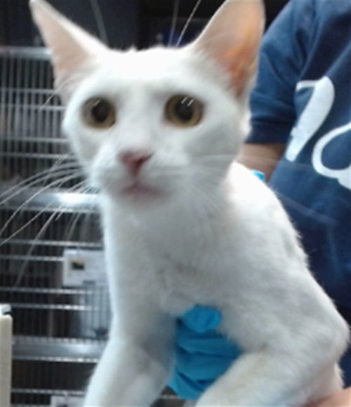 picture of the cat needing adoption