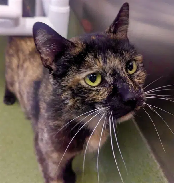 Med Waiver Turtle - Domestic Short Hair