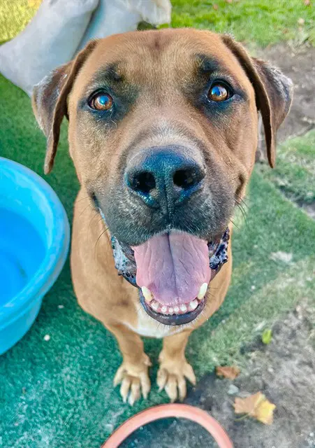Hank - Mastiff