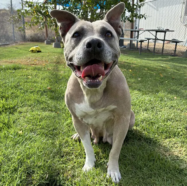 Med Waiver Cashew - Pit Bull Terrier