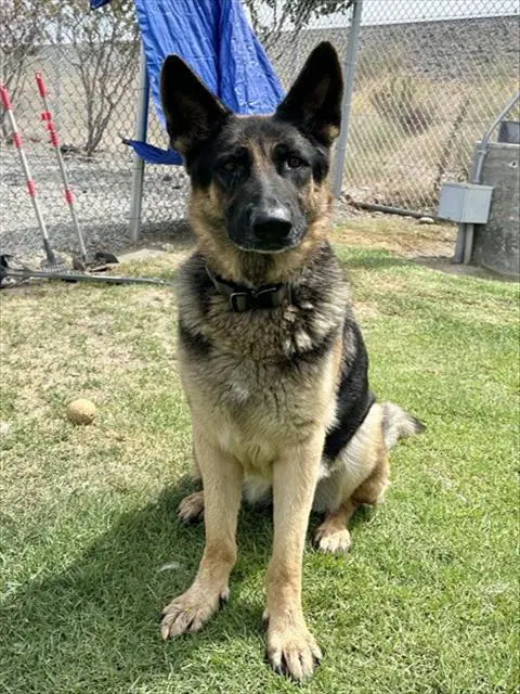 Cooper - German Shepherd Dog