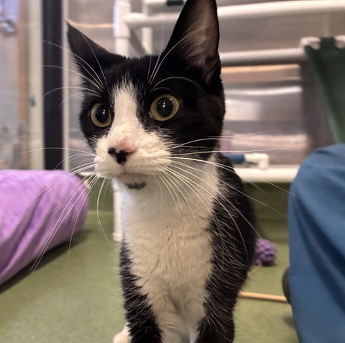 MAMA DOT, a cat for adoption from Devore Animal Shelter