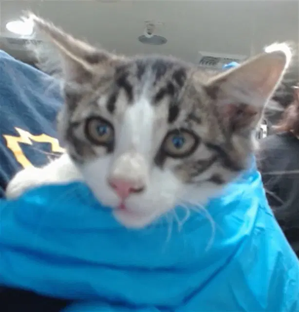Grumps - Domestic Short Hair
