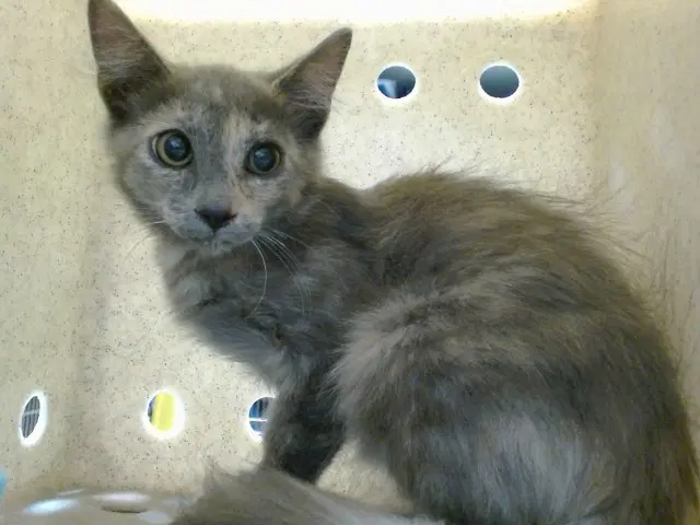 Med Adopt Catherine - Domestic Short Hair