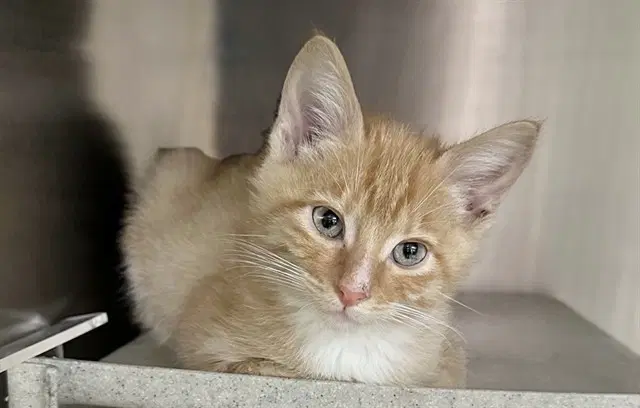 Del Mar - Domestic Short Hair