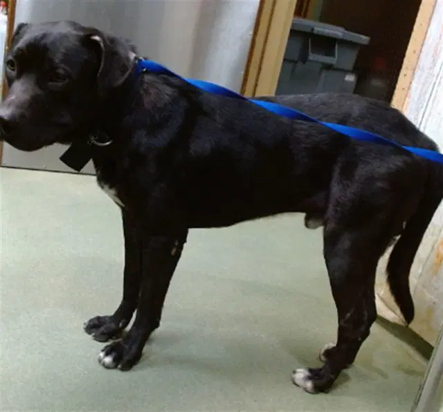 Med Waiver Chato - Labrador Retriever