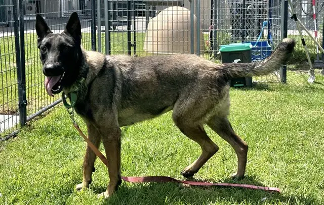 Chloe - Belgian Shepherd Malinois